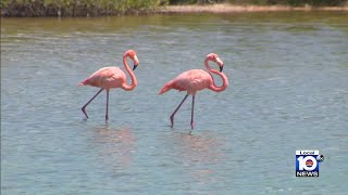 Have you seen pink flamingos in Florida Keys [upl. by Laetitia]