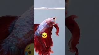 What Tank Mates Can Be With Betta Fish [upl. by Stricklan448]