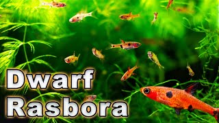 An Amazing Nano Fish Dwarf Rasbora Care and Breeding Boraras maculatus Species Profile [upl. by Karisa]