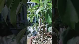 Schefflera Bonsai  Ngũ Gia Bì [upl. by Jaal]