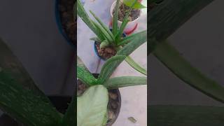 Alovera plant youtubeshorts gardening plant shorts shortfeed aloeveraplant care [upl. by Esilrahc253]