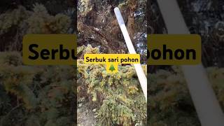 serbuk sari pohon 🌲 sebenarnya shorts fakta faktaunik funfact informasi [upl. by Lucine195]