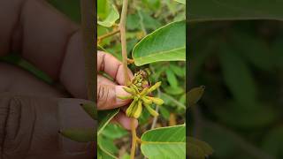 Uvaria rufa fruits settled in our Ramanujans garden exoticfruitplants tropicalfruit nature [upl. by Stempien678]