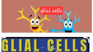 Glial cells Nervous system Nerveamp muscle Physiology MBBS Neet [upl. by Youlton]