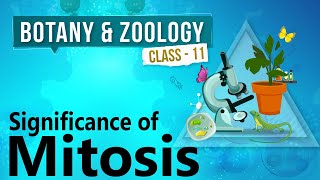 Significance of Mitosis  Cell Division  Biology Class 11 [upl. by Enimzaj]