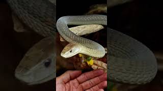 This Black Mamba Is Insanely Cool [upl. by Tohcnarf]