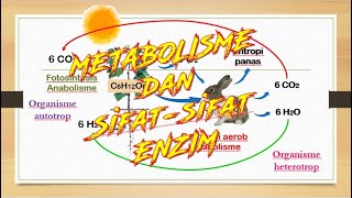 Metabolisme dan Sifatsifat Enzim [upl. by Ahsin393]