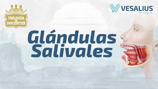 GLÁNDULAS SALIVALES [upl. by Juxon764]