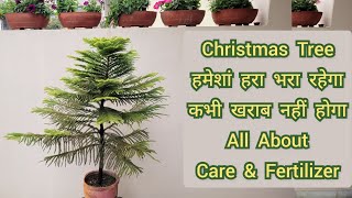 Christmas Tree हमेशां हरा भरा रहेगा कभी खराब नहीं होगा Christmas tree care amp fertilizer tips [upl. by Sammer635]