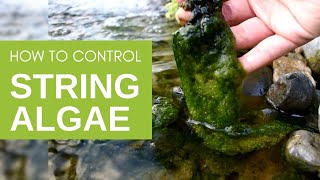 How to Get Rid of String Algae in Your Pond [upl. by Collette]