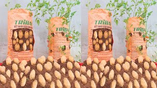 How to grow Potato in soil Bags at home for beginners [upl. by Shiau]