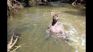 Kangaroo With Bulging Biceps Bathes In Creek [upl. by Ordep926]