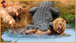 15 Crocodiles That Strike Their Prey [upl. by Salhcin]