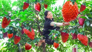 Harvesting Red Soursop  Cook Tomato Egg Soup Goes to the market sell  Alma Daily Life [upl. by Jeanelle701]