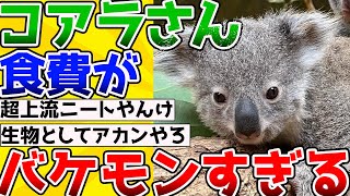 【2ch動物スレ】【悲報】「コアラ」さん、ユーカリとかいう栄養素ゼロの植物を食べているのにも関わらず年間の食費がとんでもないことになっていたｗ [upl. by Anitteb]