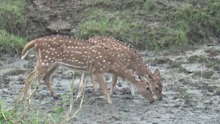 Spotted deer at Mineral licks Reason to visit Nepal [upl. by Ellertal]