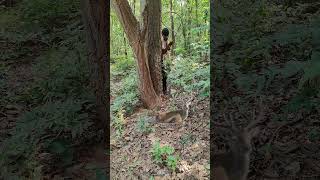 Real deer 🦌 catching 😱 in jangali deer vfx youtubeshorts nature shots animals trending viral😱 [upl. by Narahs]