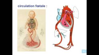 embryologie de lappareil cardio vasculaire partie 8 [upl. by Jeniece]