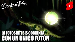 La FOTOSÍNTESIS EMPIEZA con un ÚNICO FOTÓN 🌿 [upl. by Auop]