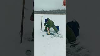 wow winter winterfishing icefishing cool fish fishing рыбалка snow 🐟🐟🎣🥶🥶❄️ [upl. by Aerdnaed]