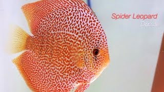 DiskusZuchtpaare EuropaDiscusCenter  Discus Breeding Pairs [upl. by Bohlen]