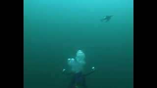 Diving guillemots at Petticowick St Abbs Scotland [upl. by Nett]