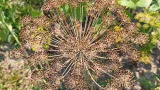 ANETO  RICONOSCIAMO LE OMBRELLIFERE CON CAPRAECAVOLI  Anethum graveolens Apiaceae [upl. by Inamik841]