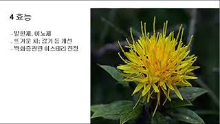 293 잇꽃 Safflower [upl. by Romelda]