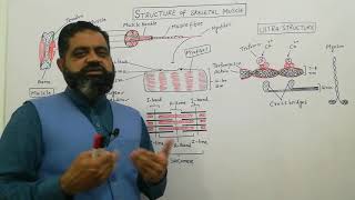 Structure of Skeletal Muscle UrduHindi medium  Prof Masood Fuzail  Anatomy of Skeletal muscle [upl. by Ylus]