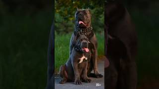 Pawsome Tricks Dogs Doing the Unexpected americanbully dogtrainingfundamentals [upl. by Shurlock]