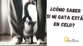 😺LAS GATAS EN CELO 👉 ¿CÓMO SABER SI MI GATA ESTÁ EN CELO ➡️ TODO LO QUE DEBES SABER [upl. by Nettle]