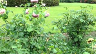 バラ チャールズ・レニー・マッキントッシュ Roses quotCharles Rennie Mackintoshquot Healing video [upl. by Laurel439]