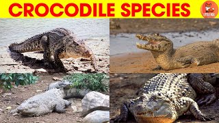 Incredible🐊Types of True Crocodile Species Names in English kidslearning animals crocodile🐊 [upl. by Annekcm81]