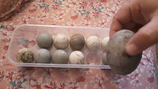 Hatching Duck Eggs  Acquiring and Storing Your Duck Hatching Eggs [upl. by Airda]