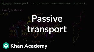 Passive transport and selective permeability  Biology  Khan Academy [upl. by Handler536]