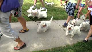 2011 Toronto Westie Walk and Rescue Fun Day [upl. by Enirroc]