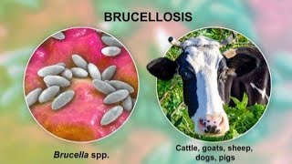 Brucellosis  Types symptoms pathogenesis diagnosis treatment  Infection [upl. by Valiant]