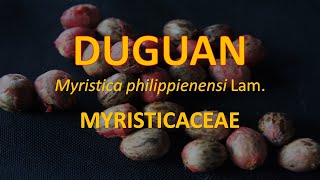 Duguan Myristica philippinensis  Myristicaceae  Philippine Native Trees [upl. by Aamsa28]