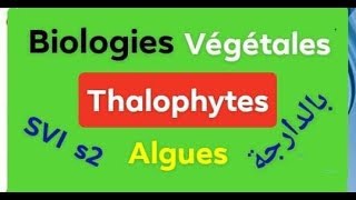 Biologies végétales Thallophytes partie 2 avec les question de lexamen [upl. by Dnartreb]