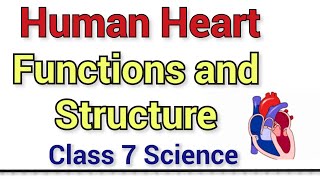 Human Heart Functions and Structure  Class 7 Science NCERT [upl. by Gallenz]