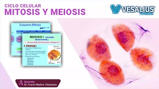 BIOLOGÍA DIVISIÓN CELULAR  FASE M  MITOSIS  CITOCINESIS  MEIOSIS  CICLO PARALELO CEPUNT [upl. by Wesley]