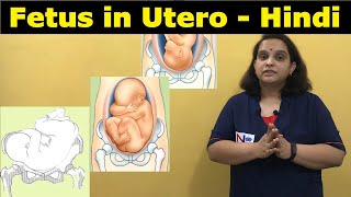 Fetus in Utero in Hindi  Lie Presentation Attitude Denominator Position  Nursing Lecture [upl. by Aduhey329]