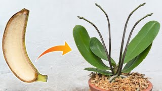 Do this with your orchid Roots and sprouts grow uncontrollably  Just use banana [upl. by Onaicnop]