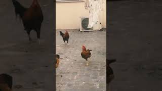 Jumping Chicken 🐔 \ chicken jumping viral [upl. by Ann243]