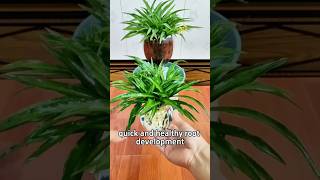 Supercharge Your Plant Growth With This Secret Root Hack [upl. by Carlye]