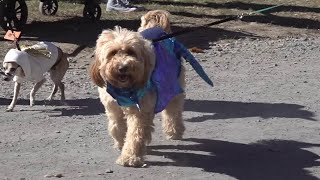 Halloween Pet Parade in Monroe County [upl. by Domenic459]