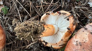 Tricholoma batschii Tricholoma fracticum October 27 2024 [upl. by Otilegna]