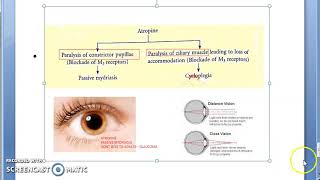 Pharmacology 110 b Atropine hyoscine scopolamine ipratropium bromide tropicamide benzhexol [upl. by Miehar]