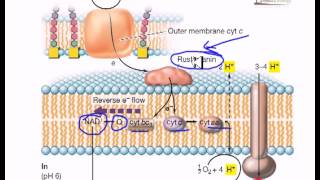 Electron flow in iron oxidizing bacteria [upl. by Muhan]