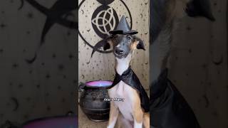 marcy’s guide to halloween part 1 puppy halloween borzoi howto spooky guide shorts cutedog [upl. by Magnum]